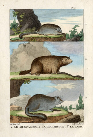 Antique Print-HAZEL DORMOUSE-MARMOT-Buffon-1822