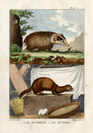 Antique Print-BADGER-EUROPEAN POLECAT-Buffon-1822