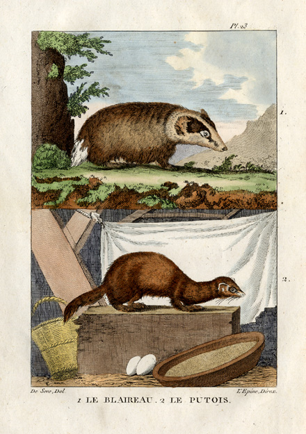 , Antique Print-BADGER-EUROPEAN POLECAT-Buffon-1822, Pictura Antique Prints