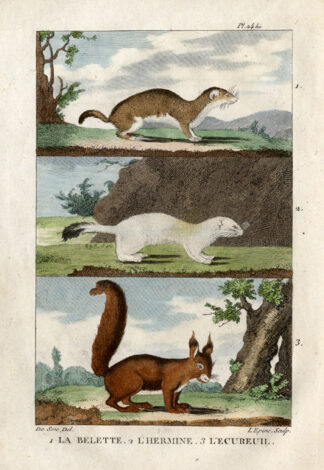 Antique Print-LEAST WEASEL-ERMINE-SQUIRREL-Buffon-1822