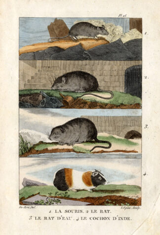 Antique Print-MOUSE-WATER RAT-GUINEA PIG-Buffon-1822