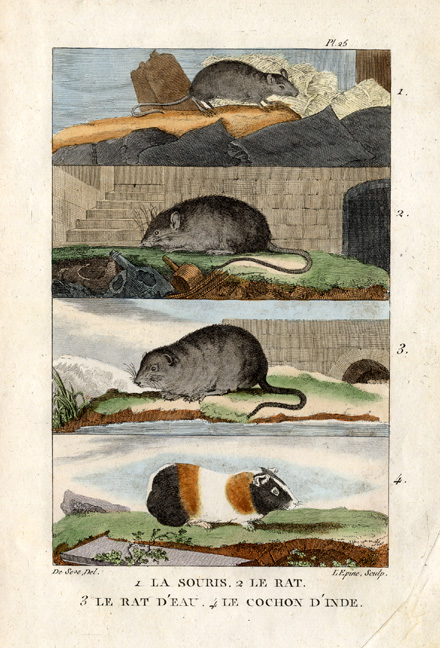 , Antique Print-MOUSE-WATER RAT-GUINEA PIG-Buffon-1822, Pictura Antique Prints