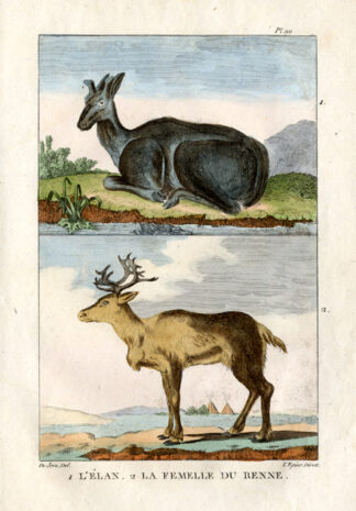 Antique Print-MOOSE-ELK-REINDEER-CARIBOU-Buffon-1822