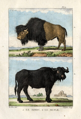 Antique Print-AMERICAN BISON-BUFFALO-Buffon-1822
