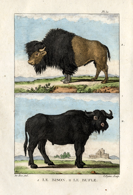 , Antique Print-AMERICAN BISON-BUFFALO-Buffon-1822, Pictura Antique Prints