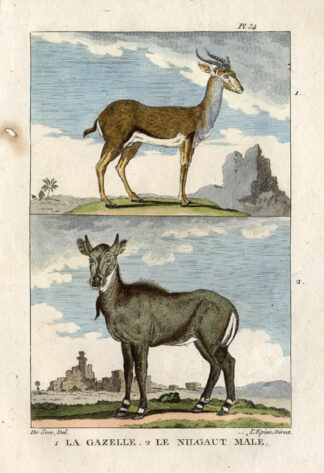 Antique Print-GAZELLE-NILGAI-BLUE BULL-Buffon-1822