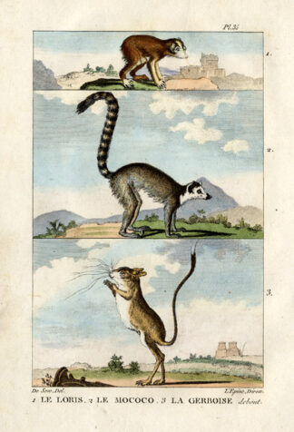 Antique Print-LORIS-LEMUR-MAKI-JERBOA-Buffon-1822