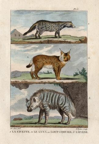 Antique Print-CIVET CAT-LYNX-HYENA-Buffon-1822