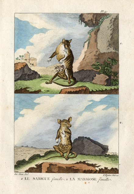 , Antique Print-OPOSSUM-POSSUM-SARIGUE-Buffon-1822, Pictura Antique Prints