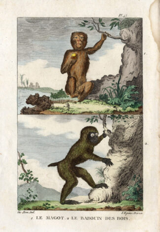 Antique Print-BARBARY MACAQUE-BABOON-MONKEY-Buffon-1822