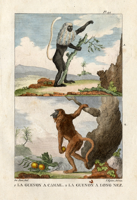 , Antique Print-ROLOWAY MONKEY-GUENON-Buffon-1822, Pictura Antique Prints