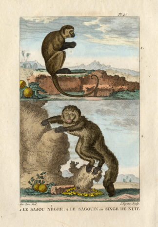 Antique Print-CAPUCHIN-NIGHT MONKEY-Buffon-1822