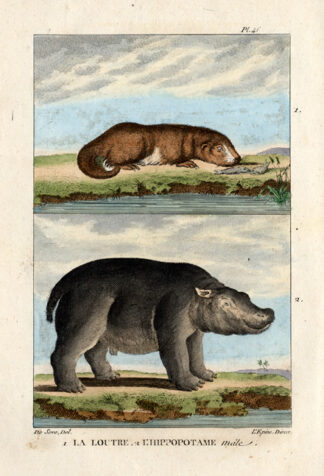 Antique Print-LOUTRE-OTTER-HIPPOPOTAMUS-Buffon-1822