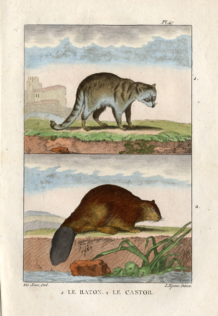 , Antique Print-RACCOON-RACOON-BEAVER-Buffon-1822, Pictura Antique Prints