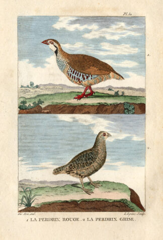Antique Print-RED LEGGED PARTRIDGE-Buffon-1822