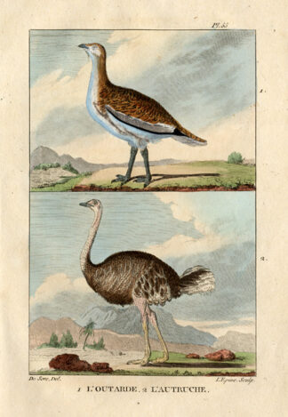 Antique Print-GREAT BUSTARD-OSTRICH-Buffon-1822