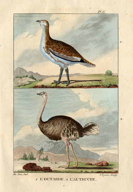 , Antique Print-GREAT BUSTARD-OSTRICH-Buffon-1822, Pictura Antique Prints