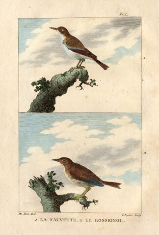 Antique Print-WARBLER-NIGHTINGALE-Buffon-1822
