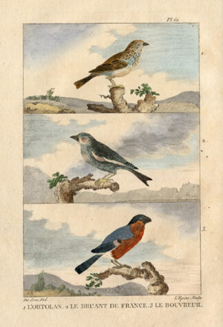 Antique Print-ORTOLAN BUNTING-BULLFINCH-Buffon-1822
