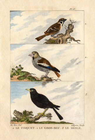 Antique Print-SPARROW-GROSBEAK-BLACKBIRD-Buffon-1822
