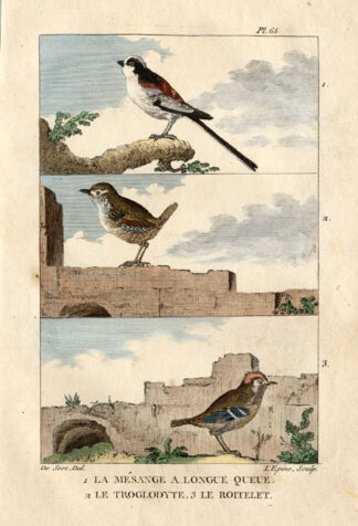Antique Print-LONG TAILED TIT-KINGLET-WREN-Buffon-1822