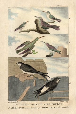 Antique Print-HUMMINGBIRD-BARN SWALLOW-Buffon-1822