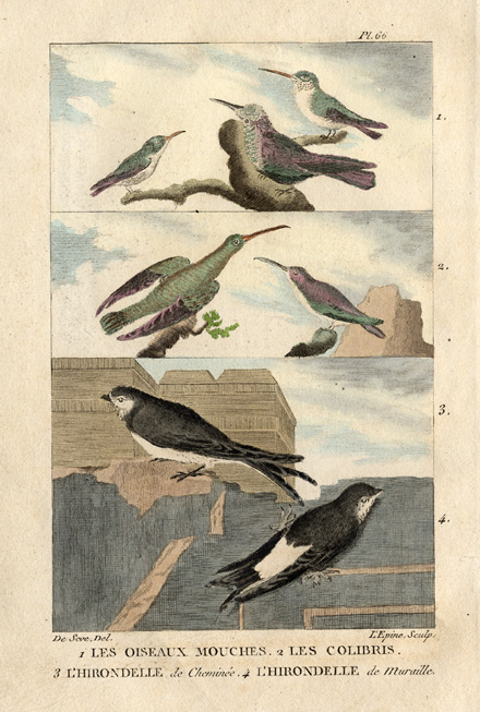 , Antique Print-HUMMINGBIRD-BARN SWALLOW-Buffon-1822, Pictura Antique Prints