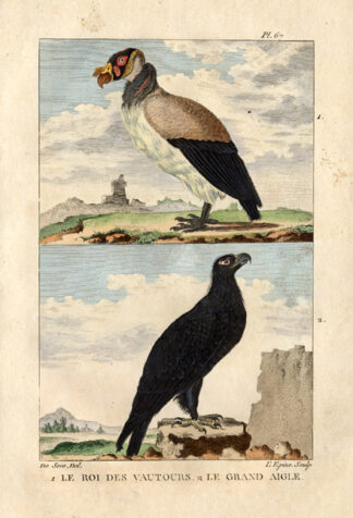 Antique Print-KING VULTURE-SEA EAGLE-Buffon-1822