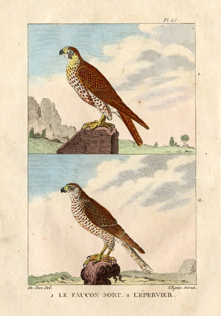, Antique Print-FALCON-FAUCON SORT-EPERVIER-Buffon-1822, Pictura Antique Prints