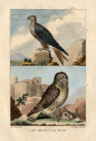 Antique Print-KITE-BUZZARD-BIRD OF PREY-Buffon-1822