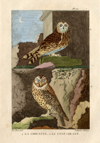 Antique Print-TAWNY OWL-BROWN OWL-Buffon-1822