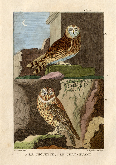 , Antique Print-TAWNY OWL-BROWN OWL-Buffon-1822, Pictura Antique Prints
