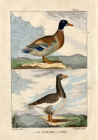 Antique Print-DUCK-GOOSE-CANARD-OIE-Buffon-1822