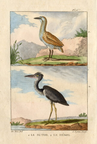 Antique Print-BITTERN-GREY HERON-BUTOR-Buffon-1822