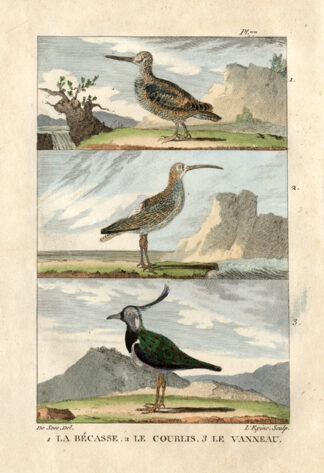 Antique Print-WOODCOCK-CURLEW-LAPWING-Buffon-1822