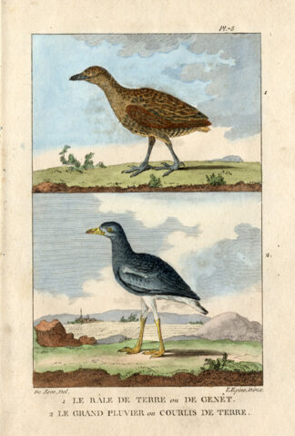 Antique Print-CORN CRAKE-STONE CURLEW-Buffon-1822