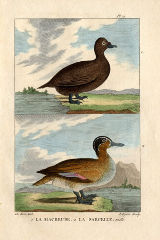 Antique Print-VELVET SCOTER-DUCK-SARCELLE-Buffon-1822