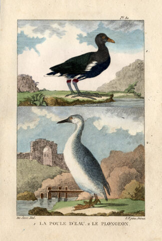 Antique Print-COMMON MOORHEN-LOON-GALLINULE-Buffon-1822