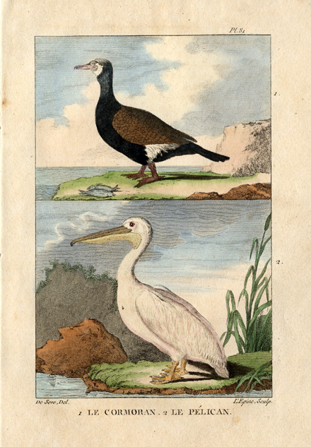 , Antique Print-CORMORANT-GREAT WHITE PELICAN-Buffon-1822, Pictura Antique Prints