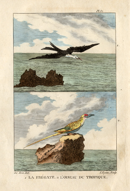 , Antique Print-FRIGATEBIRD-TROPICBIRD-Buffon-1822, Pictura Antique Prints