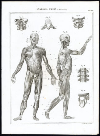 6 Antique Prints-MYOLOGY-MUSCULAR SYSTEM-MUSCLES-Nuova Enciclopedia-1866
