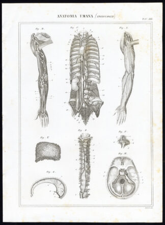 8 Antique Prints-ANGIOLOGY-CARDIOVASCULAR SYSTEM-ARTERY-Nuova Enciclopedia-1866