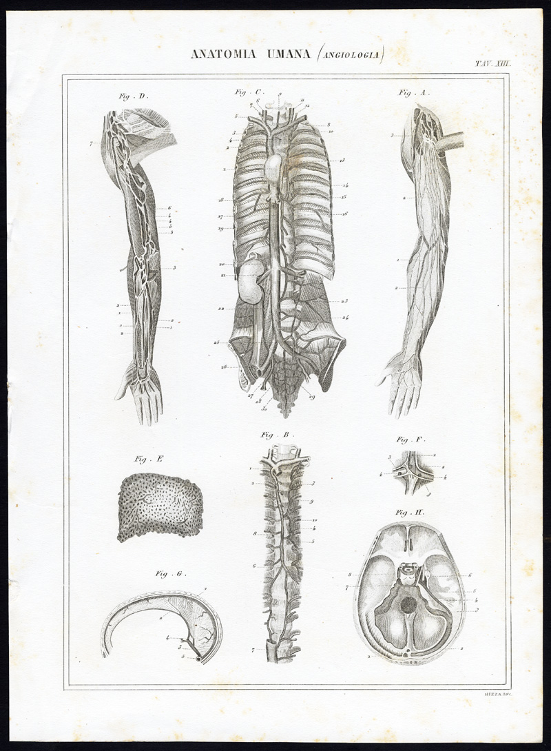 , 8 Antique Prints-ANGIOLOGY-CARDIOVASCULAR SYSTEM-ARTERY-Nuova Enciclopedia-1866, Pictura Antique Prints