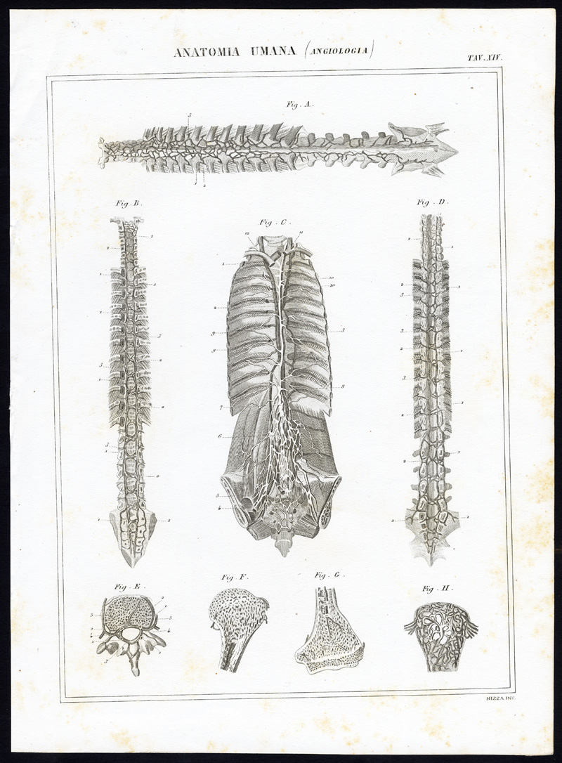 , 8 Antique Prints-ANGIOLOGY-CARDIOVASCULAR SYSTEM-ARTERY-Nuova Enciclopedia-1866, Pictura Antique Prints