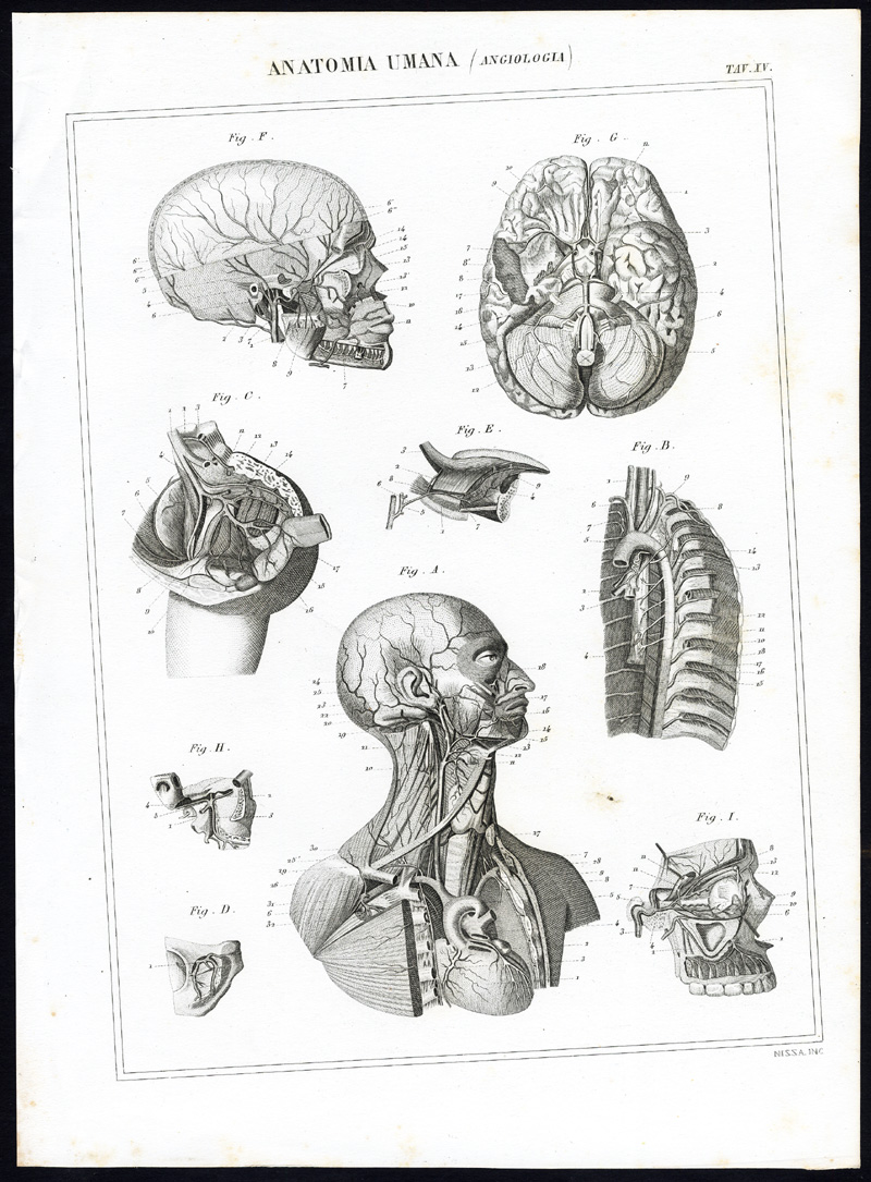 , 8 Antique Prints-ANGIOLOGY-CARDIOVASCULAR SYSTEM-ARTERY-Nuova Enciclopedia-1866, Pictura Antique Prints