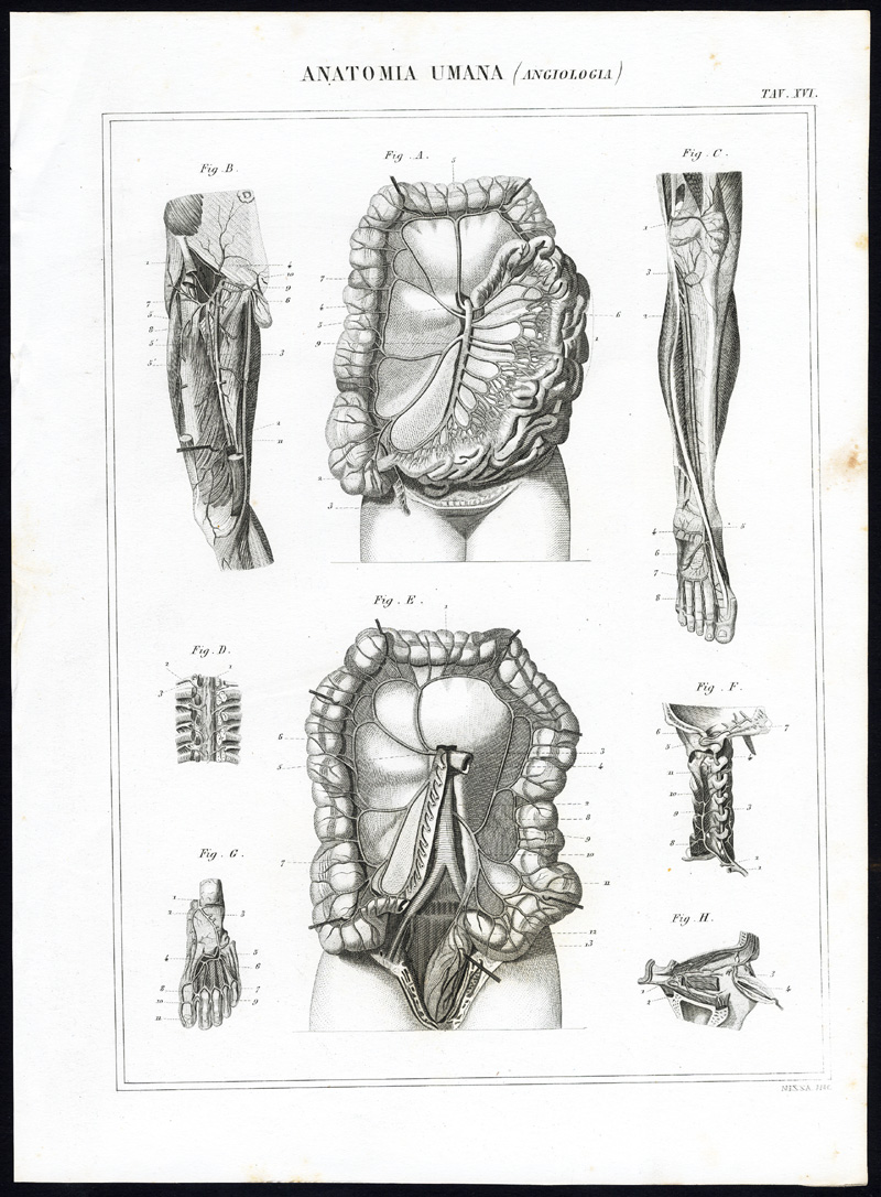 , 8 Antique Prints-ANGIOLOGY-CARDIOVASCULAR SYSTEM-ARTERY-Nuova Enciclopedia-1866, Pictura Antique Prints