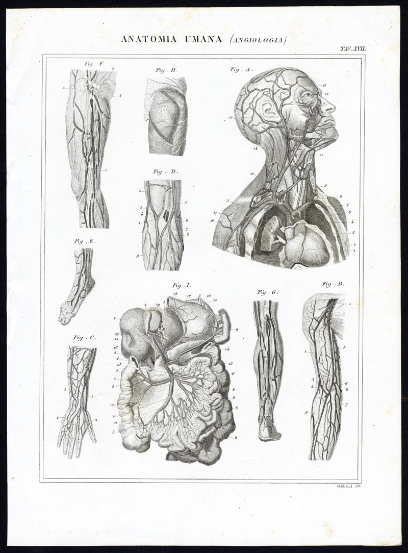 , 8 Antique Prints-ANGIOLOGY-CARDIOVASCULAR SYSTEM-ARTERY-Nuova Enciclopedia-1866, Pictura Antique Prints