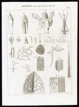 Antique Prints-BOTANY-PLANT-LEAVES-SEEDS-BUD-Nuova Enciclopedia-1866