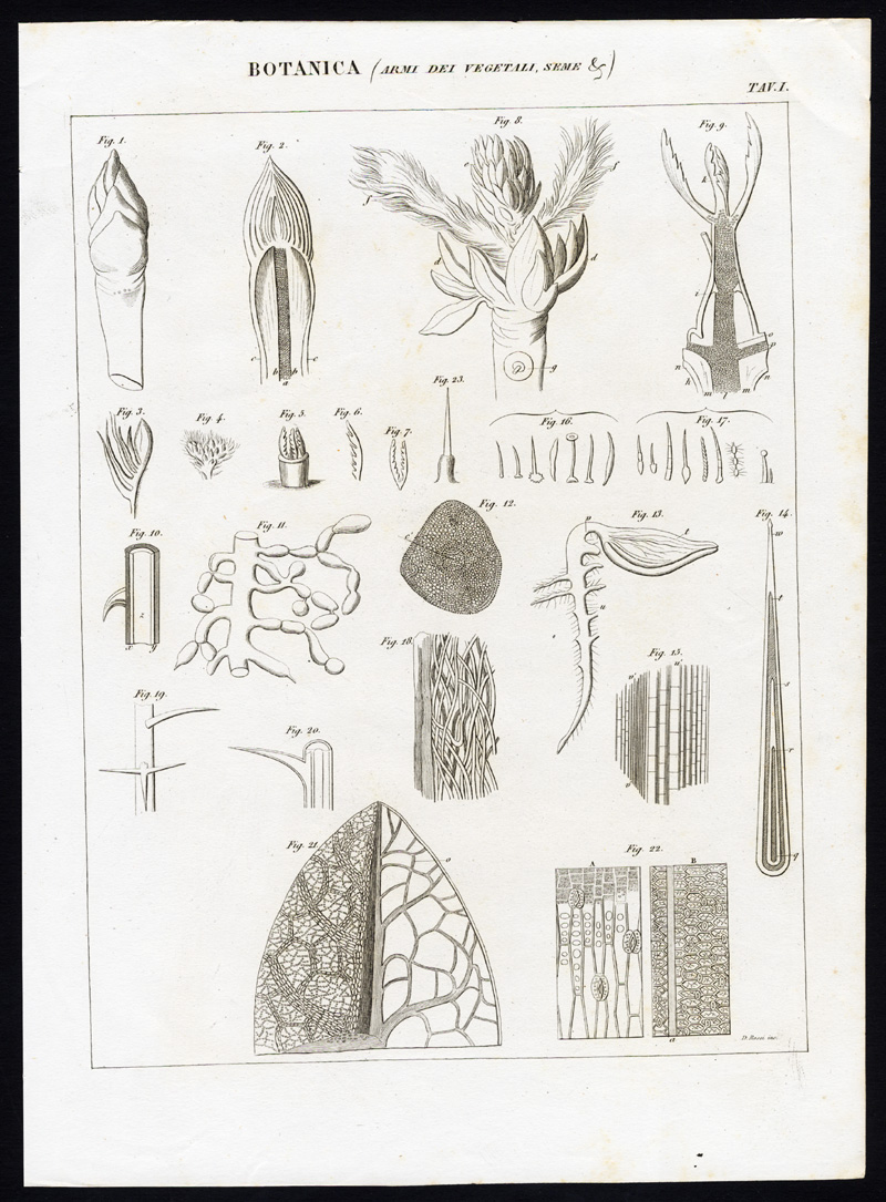 , Antique Prints-BOTANY-PLANT-LEAVES-SEEDS-BUD-Nuova Enciclopedia-1866, Pictura Antique Prints