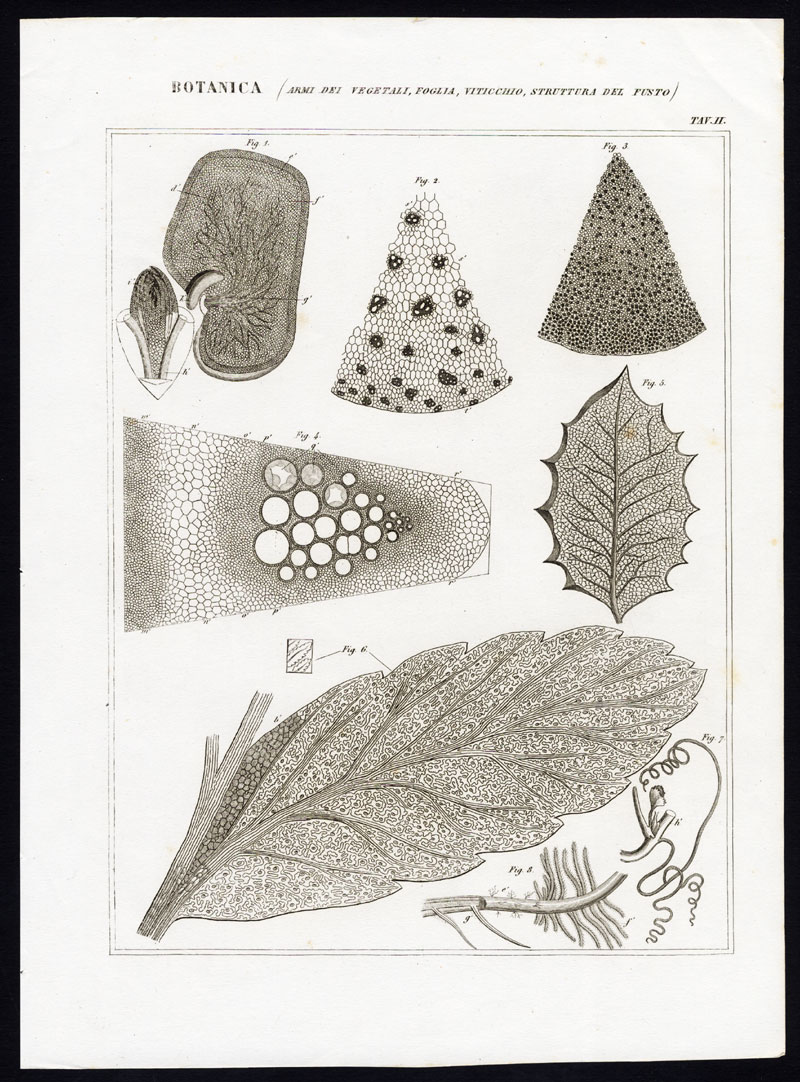 , Antique Prints-BOTANY-PLANT-LEAVES-SEEDS-BUD-Nuova Enciclopedia-1866, Pictura Antique Prints